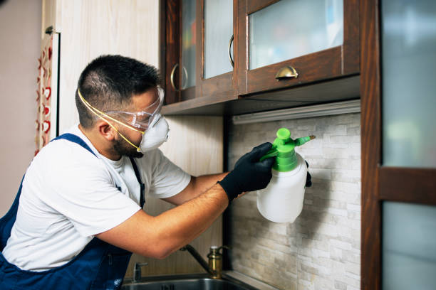 Best Termite Control Services  in Hillsboro Beach, FL