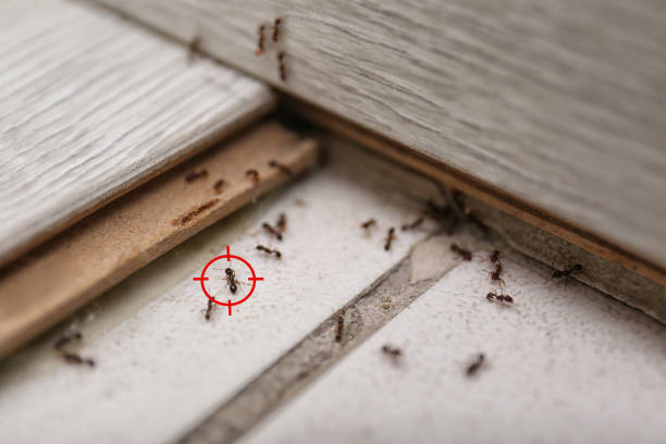 Best Best Pest Control Companies  in Hillsboro Beach, FL