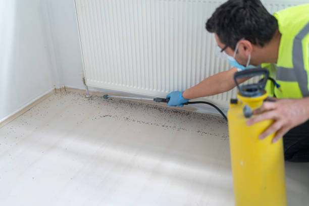 Best Wasp Removal Services  in Hillsboro Beach, FL